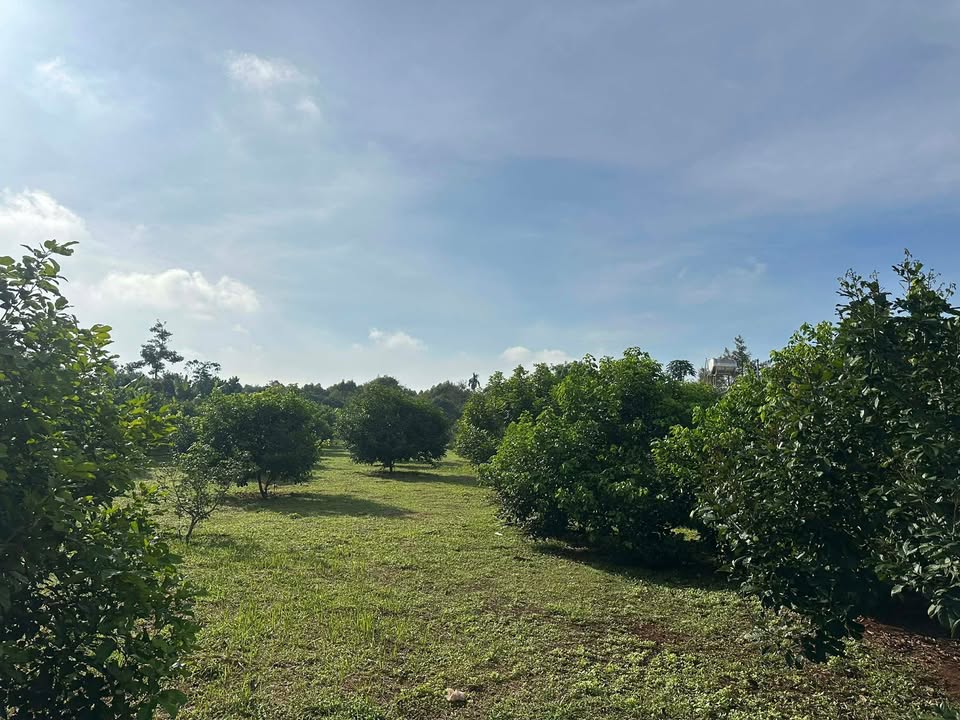 Đất cây lâu năm tại Phường Bình Lộc, Long Khánh 2209m² giá 4.8 tỷ - Cơ hội đầu tư hấp dẫn!