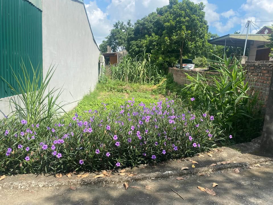 Đất nền Minh Quang Tam Đảo 109m² giá 600 triệu - Địa điểm lý tưởng gần khu công nghiệp!