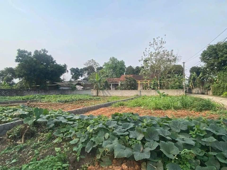 Đất nền thổ cư 50m² tại thôn Hoàng Chỉ, Bắc Bình, Lập Thạch - Chỉ 800 triệu VND