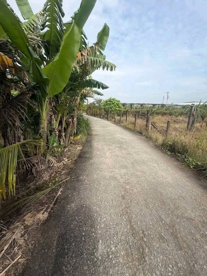 Đất thổ cư Tầm Vu 150m² giá 390 triệu - Đường xe hơi chạy thoải mái!