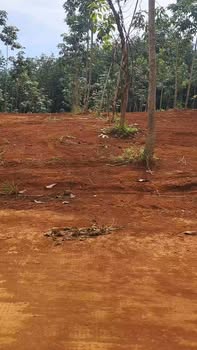 Đất cao su Phú Trung Phú Riềng 7300m² giá 1 tỷ - Cơ hội đầu tư tuyệt vời!