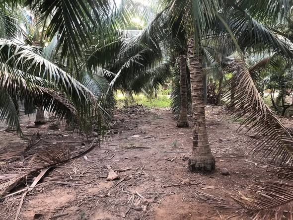 Đất nền Phú Thuận 520m² giá 6.5 tỷ - Vị trí đẹp, tiềm năng sinh lời!