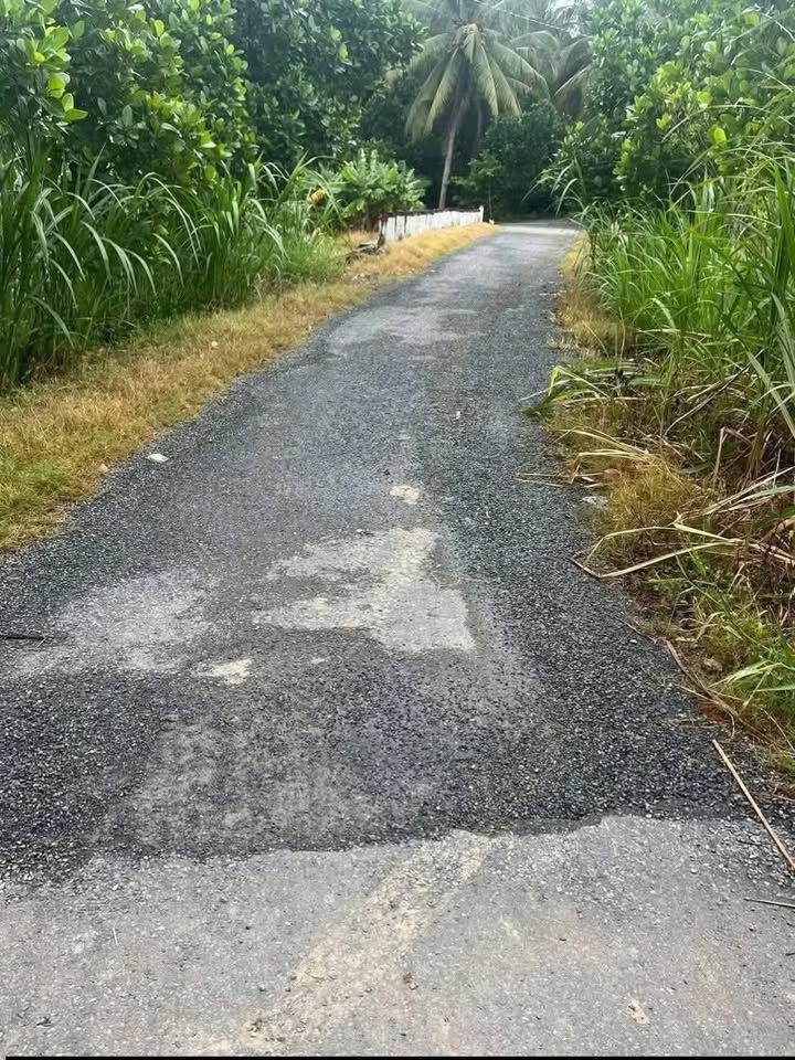 Đất vườn dừa 2000m² tại xã Châu Hưng, Bình Đại - Giá chỉ 1.06 tỷ VND!