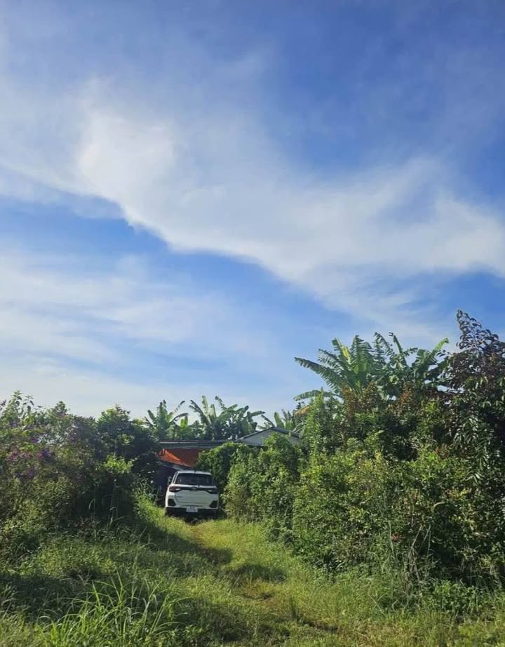 Farm 3ha Lộc Điền - Bình Phước giá thỏa thuận - Đầu tư sinh lời ngay!