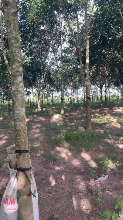 Bán gấp lô đất cao su 2ha2 tại xã Ea H'leo, Đắk Lắk - Giá chỉ 1.4 tỷ!