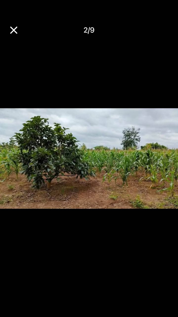 Đất Hòa Khánh Buôn Ma Thuột 11.130m² giá 850 triệu - Cơ hội đầu tư tuyệt vời!