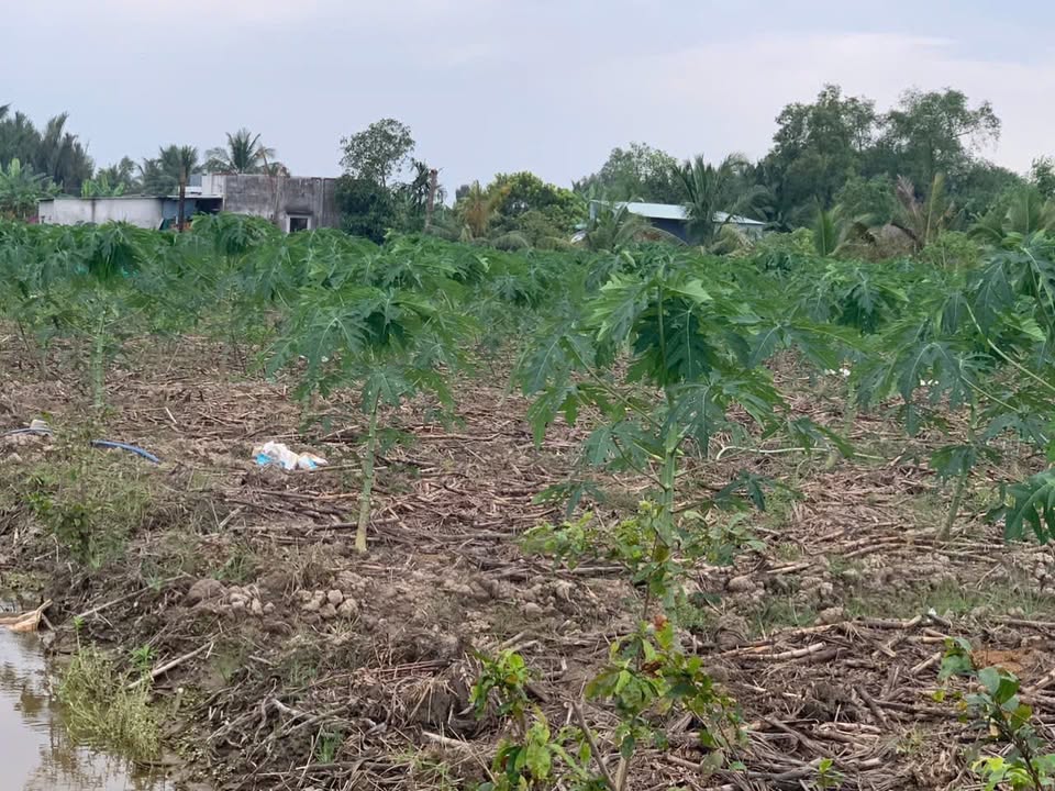 Đất lúa ấp 6 Bình Đức 2000m² giá 1.6 tỷ - Đầu tư sinh lời ngay!