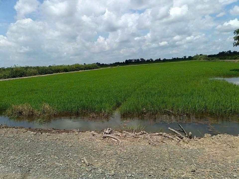 Đất trồng cây hàng năm 14.767m² xã Tân Hòa, Bến Lức - Giá chỉ 9.598 tỷ!