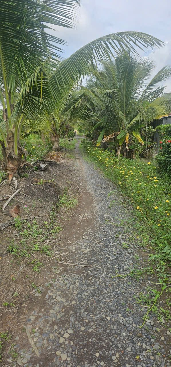 Đất nền Ấp 3 An Thạnh Bến Lức 270m² giá 800 triệu - Pháp lý rõ ràng