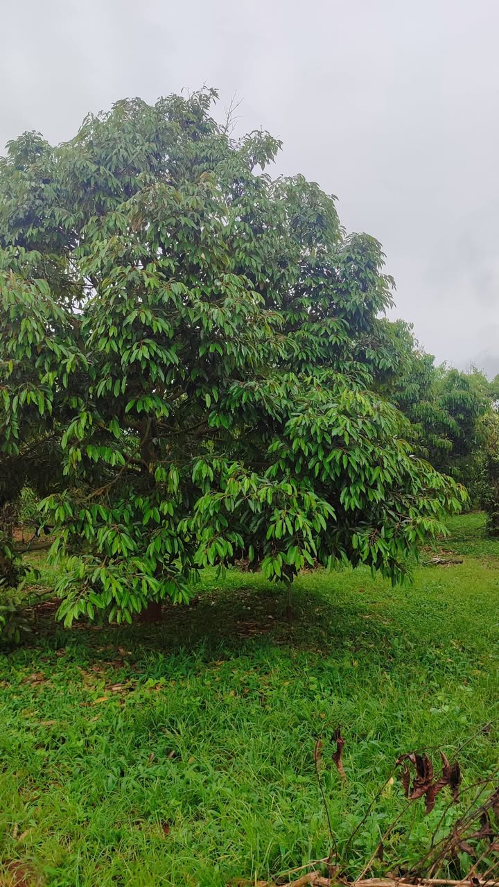 Farm sầu riêng Ea H'đinh, Cư M'gar 1,1ha giá 8,5 tỷ - Đầu tư sinh lợi cao!