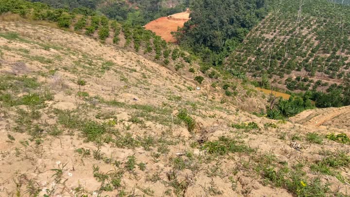 Đất vườn Lâm Hà 10.000m² giá 1.5 tỷ - Đầu tư sinh lời hấp dẫn!