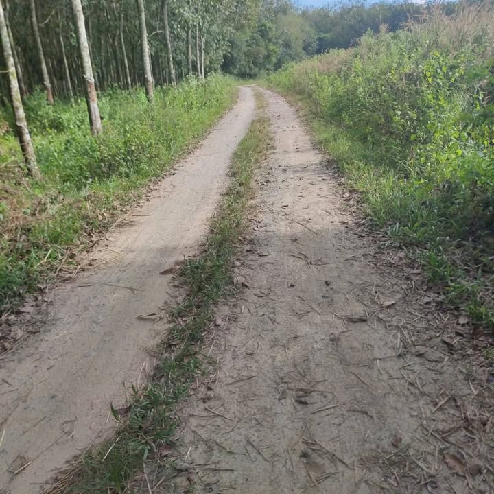 Đất Nền 16,000m² Phường Long Nguyên, Bàu Bàng - Giá 6 Tỷ, Đầu Tư Lợi Nhuận!