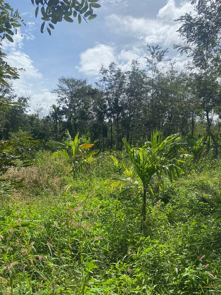 Đất nông nghiệp 3.9 sào tại xã Ea Tiêu, huyện Cư Kuin - Giá 936 triệu, chính chủ bán gấp!