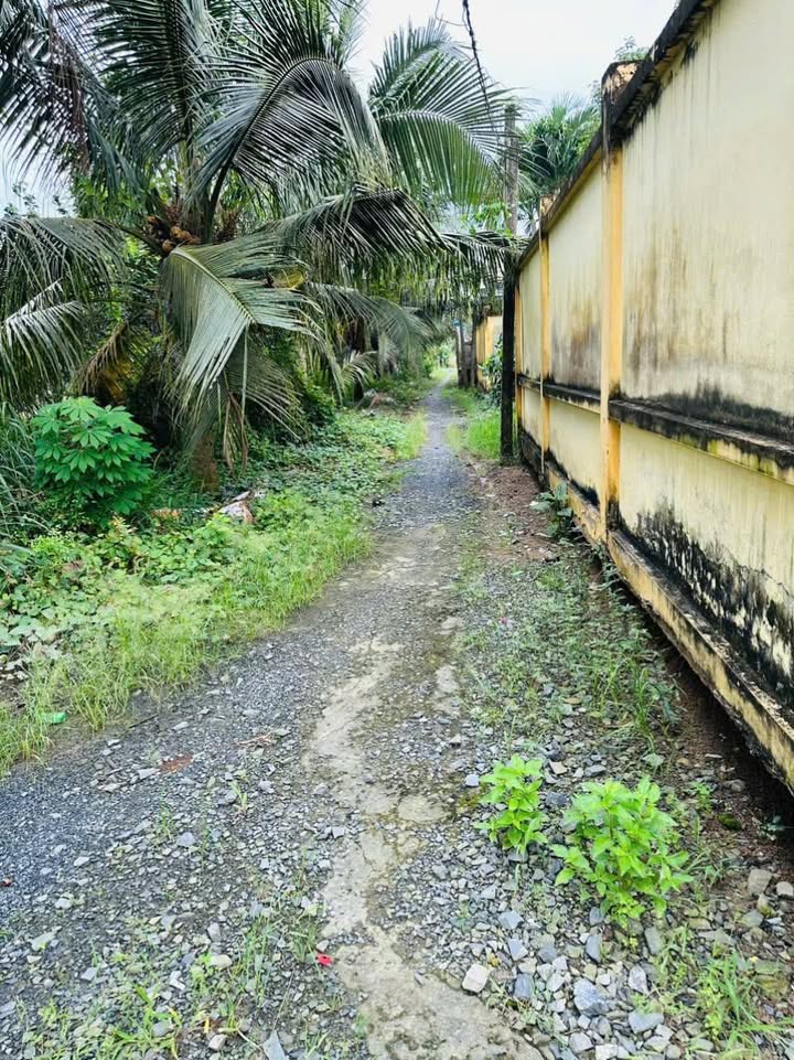 Đất 2415.5m² xã An Thạnh Thủy, huyện Chợ Gạo giá 1.5 tỷ - Cơ hội đầu tư hiếm có!