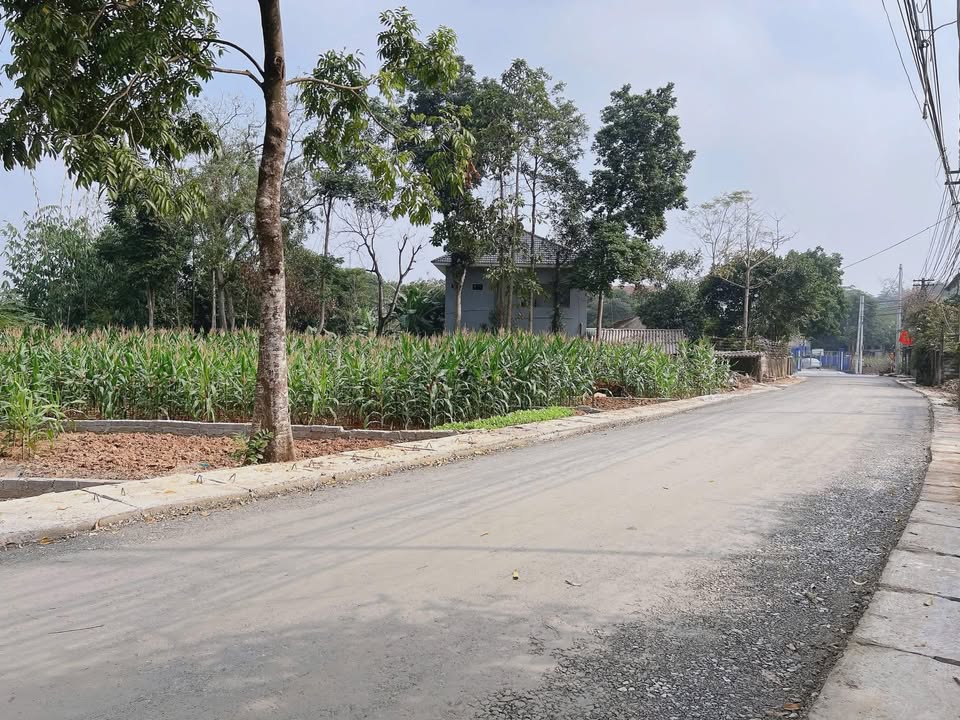 Đất thổ cư Xuân Lũng, Lâm Thao 97m² giá 1.2 tỷ - Mặt tiền 5.5m, đường thông rộng rãi!