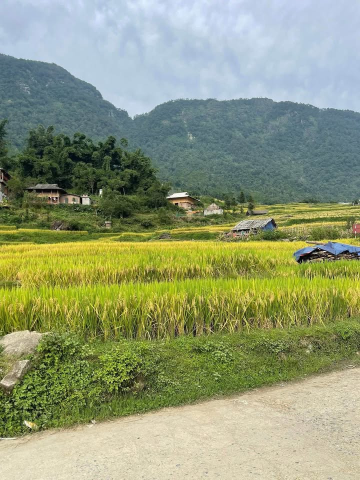 Đất nền Tả Van, Sa Pa 1300m² giá 5 tỷ - Cơ hội đầu tư hấp dẫn!