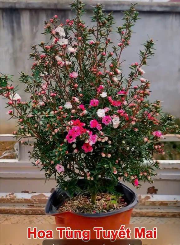 Đất mặt tiền đường Tân An, phường Dĩ An 87,5m² giá 3,1 tỷ - Cơ hội đầu tư tuyệt vời!