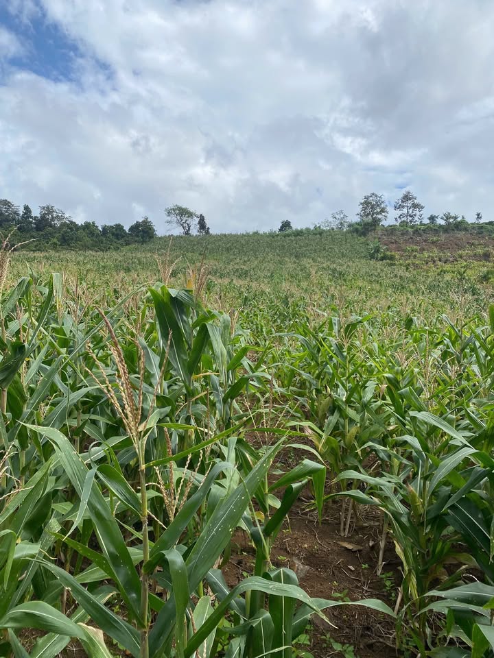 Đất nền Tam Giang, Krông Năng 3.492m² giá chỉ 1.25 tỷ - Cơ hội đầu tư sinh lời!