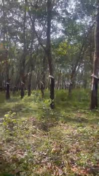 Đất nền 9.800m² xã Ea Wy, Ea H'leo, Đắk Lắk giá 1.65 tỷ - Tiềm năng phân lô hấp dẫn!