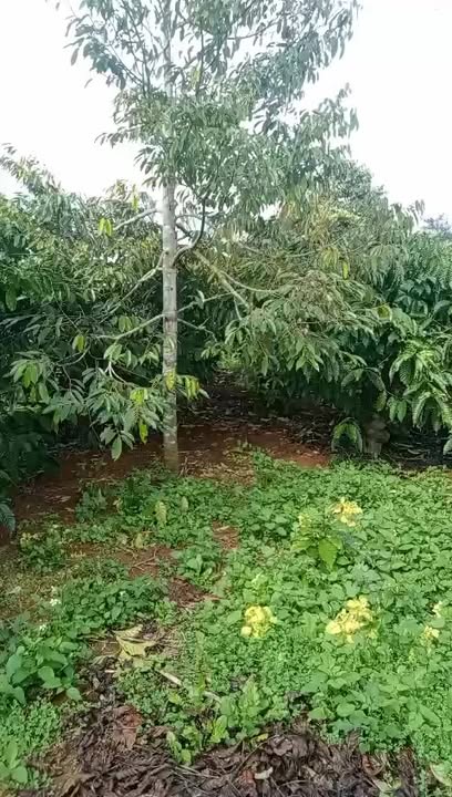 Đất nền phường Cư Bao Buôn Hồ 4000m² giá 1.62 tỷ - Cơ hội đầu tư tuyệt vời!