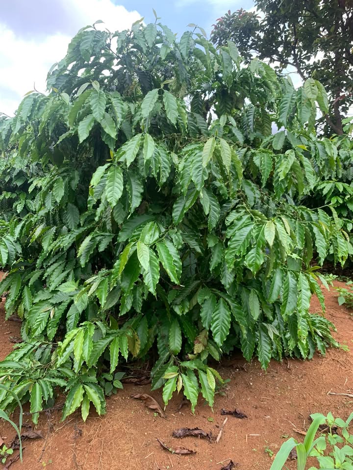 Đất vườn 500m² tại Ea Drăng, Đắk Lắk - Giá chỉ 155 triệu, lộc lá đầy vườn!