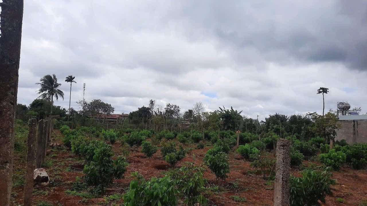 Đất thổ cư Cư Bao Buôn Hồ 750m² giá chỉ 1.02 tỷ - Vị trí đắc địa gần chợ!