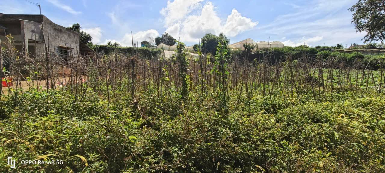 Đất nền chính chủ tại xã Quảng Lập, Lâm Đồng 700m² giá 1.3 tỷ - VIEW đẹp, sổ hồng sẵn!