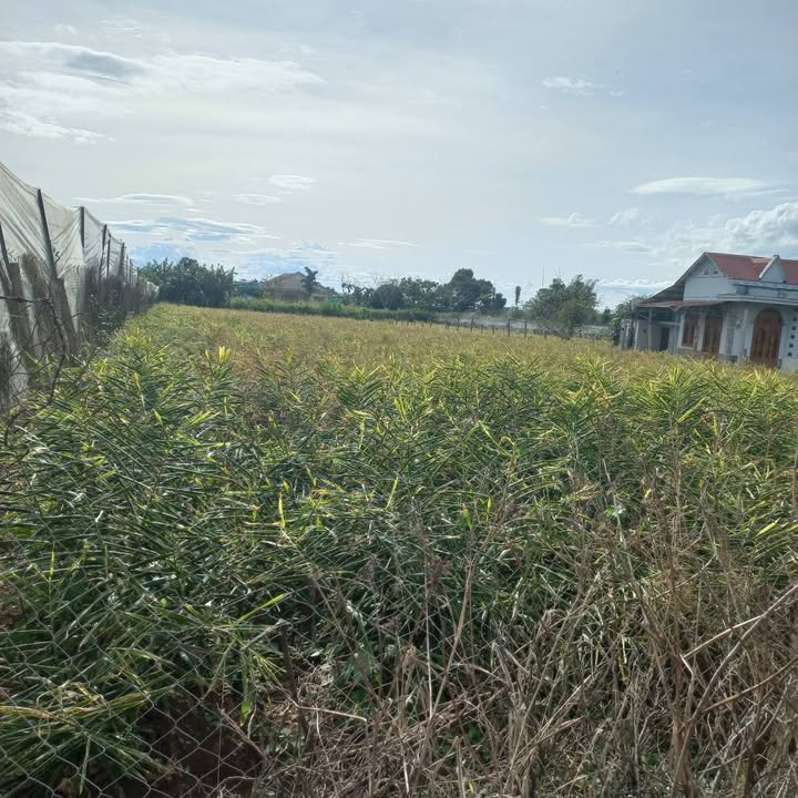 Đất nền Hiệp Thạnh, Đức Trọng 360m² giá 4.2 tỷ - Đầu tư sinh lời ngay!