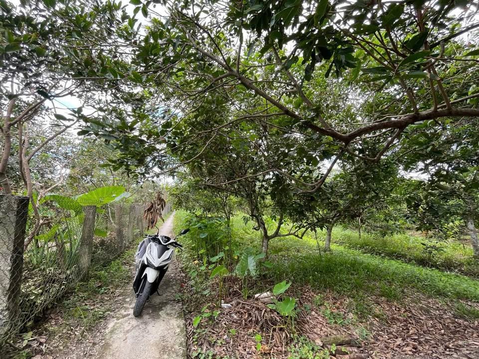 Đất Farm Mít Thái Hoà Ninh, Long Hồ 2050m² giá 900 triệu - Sẵn nguồn thu nhập ngay!