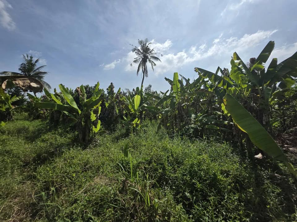 Đất nền 3000m² xã Phước Trung, Gò Công, 750 triệu - Cơ hội đầu tư hấp dẫn!