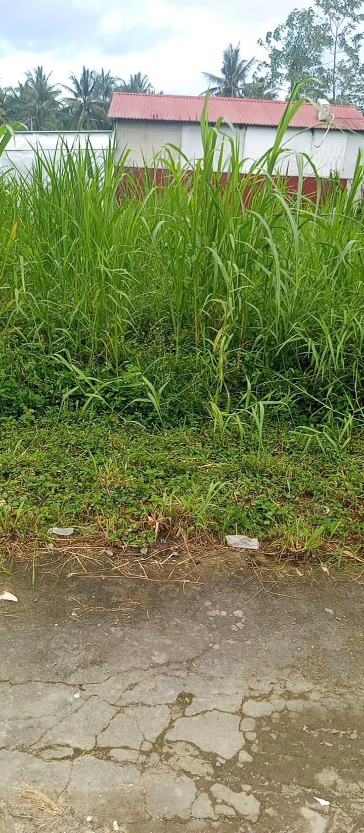 Đất thổ cư Phú Tân Bến Tre 90m² giá 550 triệu - Sổ đỏ chính chủ