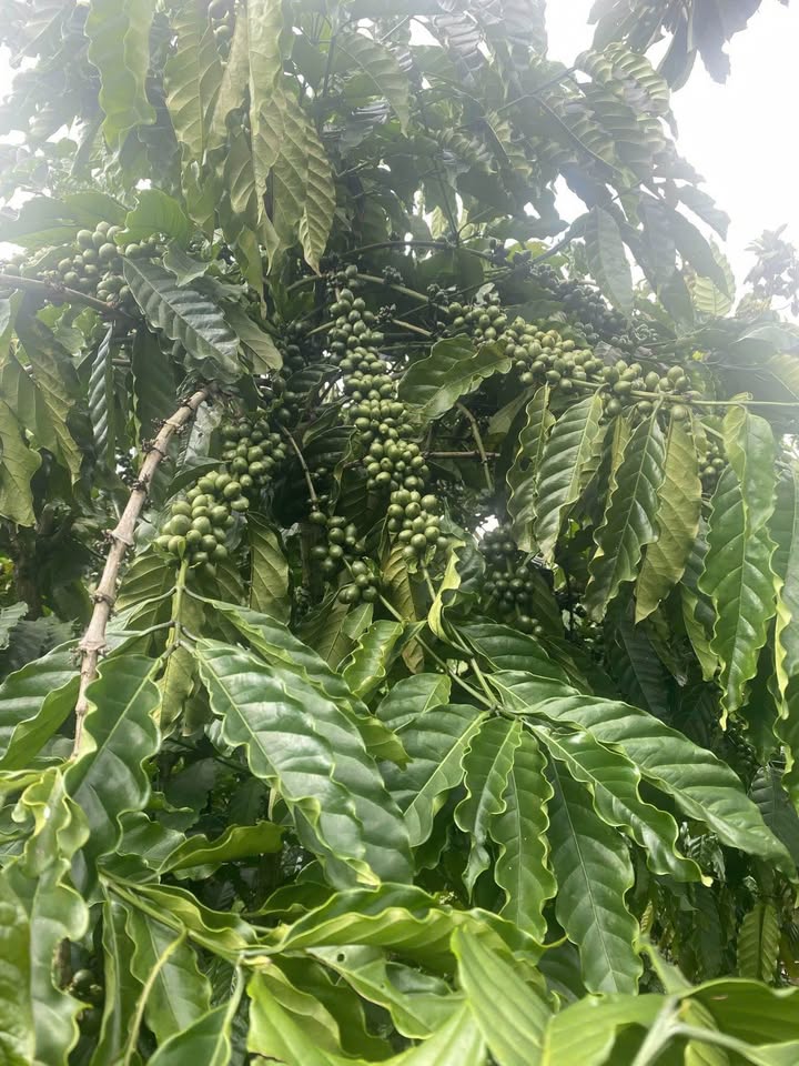 Đất nền Tân Văn Lâm Hà 1,3ha giá 5,1 tỷ - Sổ đỏ chính chủ, bớt lộc!