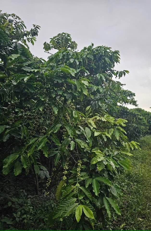 Đất nền thổ cư Lộc Ngãi Bảo Lâm 432m² giá 1.05 tỷ - Ô tô tận nơi, vị trí đẹp!