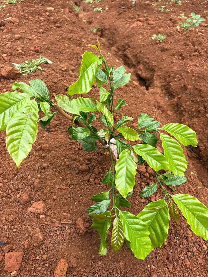 Đất nền Tân Lâm 12.000m² giá 3.1 tỷ - Sổ đỏ chính chủ, ô tô vào tận nơi!