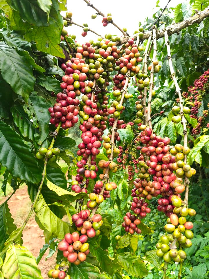 Đất nông nghiệp 1ha Lộc Phú, Bảo Lâm giá 3.4 tỷ - Đầu tư sinh lời ngay!