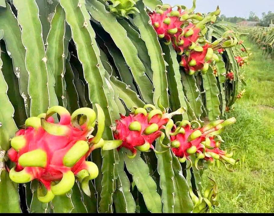 Đất vườn 1ha Tân Nghĩa - Giá chỉ 3 tỷ, thu nhập ổn định từ thanh long!