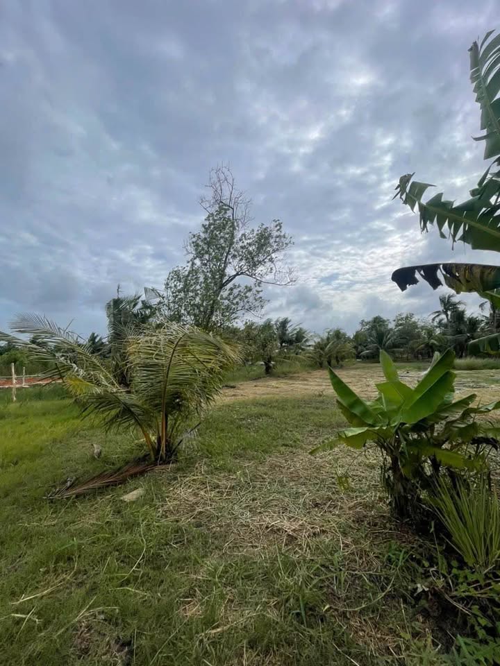 Đất nền Thạnh Phú Cái Nước 300m² giá chỉ 300 triệu - Cơ hội đầu tư hiếm có!