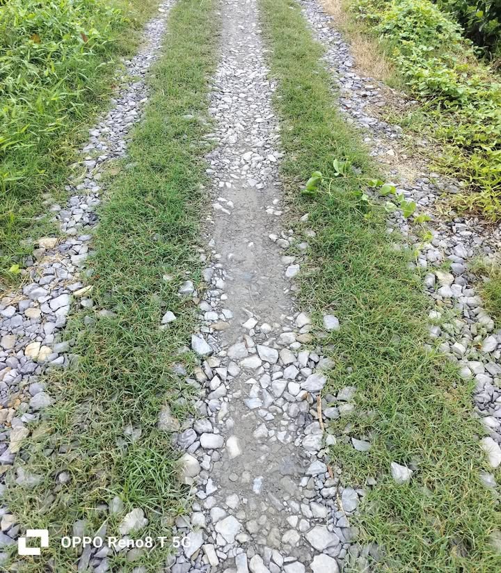 Đất thổ cư 2904m² xã Tân Thiện, huyện Chợ Lách chỉ 1,3 tỷ - Đầu tư sinh lời ngay!