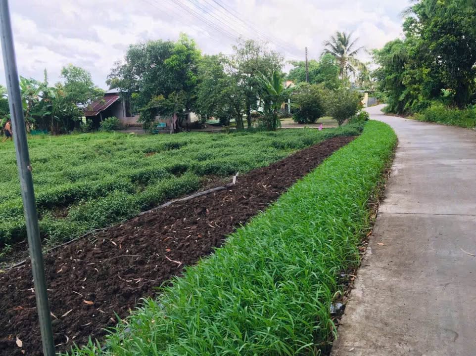 Đất thổ cư 128.8m² Thạnh Lộc, Châu Thành - Gần khu công nghiệp, giá chỉ 500 triệu!