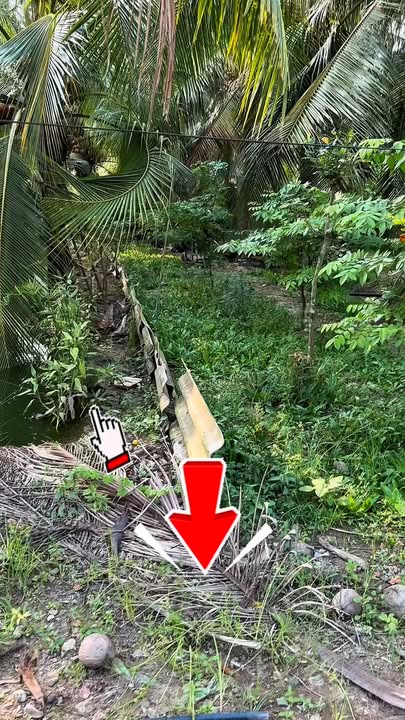 Đất Farm 900m² tại Hòa Tịnh, Chợ Gạo - Giá chỉ 1.25 tỷ, cơ hội đầu tư sinh lời!