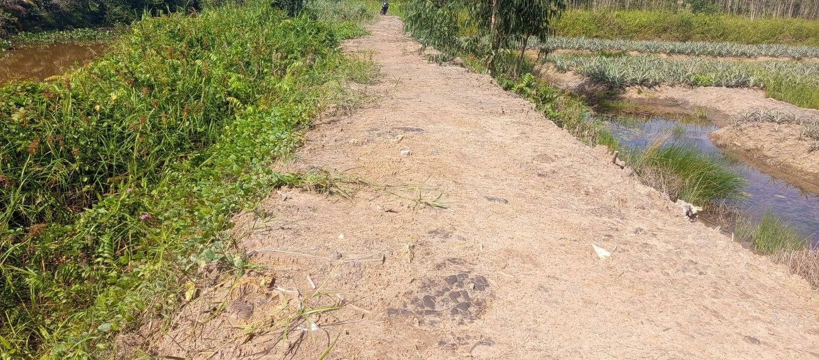 Đất nền 14.280m² tại Tân Phước, Tiền Giang - Giá chỉ 2.784 tỷ, đầu tư sinh lời!