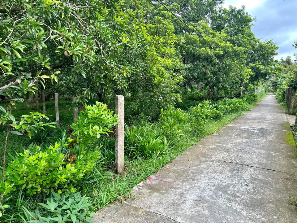 Đất vườn Phú Phong, Châu Thành 543m² giá 560 triệu - Khu vực an yên lý tưởng!