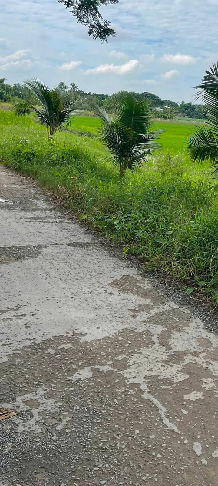 Đất nông nghiệp Tân Nghĩa 5,6 công chỉ 1,1 tỷ - Tiềm năng phát triển cao!