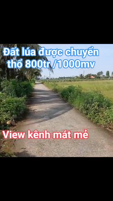 Đất thổ cư 6256m² Hiệp Thạnh, Châu Thành - Giá chỉ 6.4 tỷ, chính chủ bán gấp!