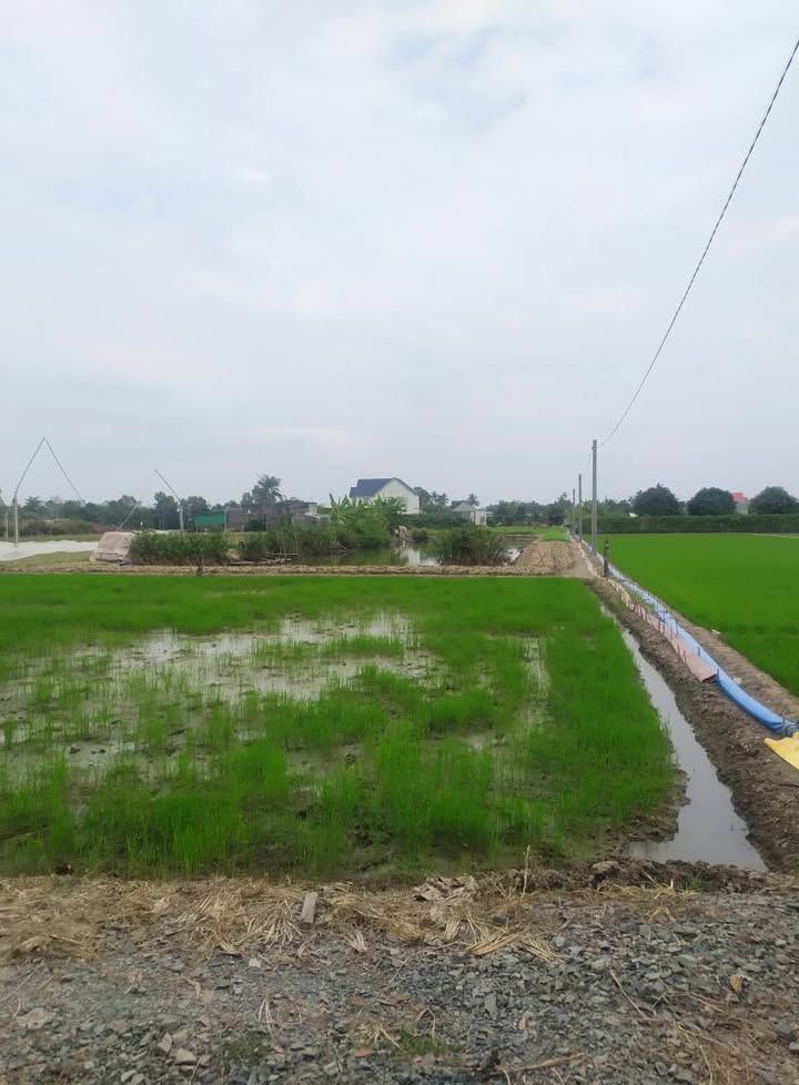 Đất KDC Mặt Tiền Đường Long Hòa, Cần Đước 132m² giá 1.25 tỷ - Đầu Tư Lợi Nhuận 07%/năm!