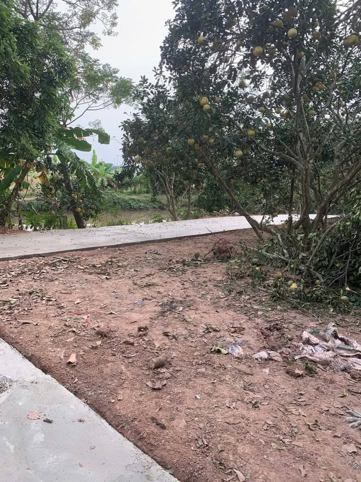 Đất Bồ Đề, Bình Lục 142m² giá chỉ 300 triệu - Cơ hội đầu tư tuyệt vời!