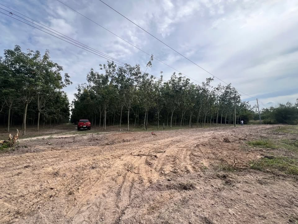 Đất Farm 15.291,6m² tại Minh Tân, Dầu Tiếng - Giá chỉ 8.5 tỷ, Sổ hồng chính chủ!