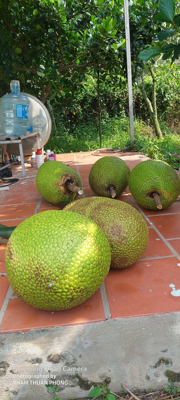 Đất nền 1019m² An Nhơn Tây - Sổ hồng đầy đủ, giá chỉ 12 triệu/m²!