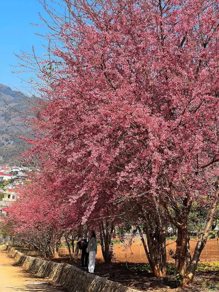 Bán lô đất Mộc Châu 260m² giá 4 tỷ - View hoa anh đào tuyệt đẹp!