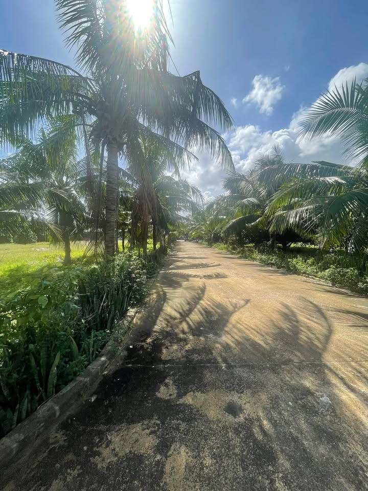 Đất Farm 1,5 Hecta tại Hoài Nhơn - Nhà ở và kho xưởng sẵn có, giá thỏa thuận!